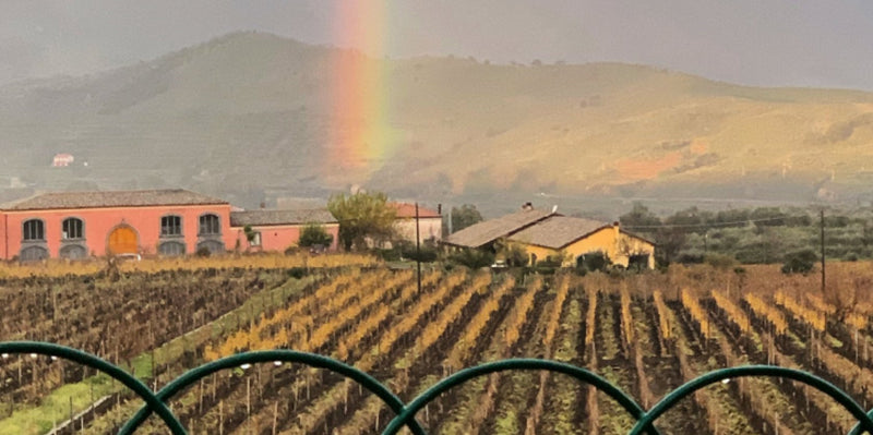 Wines of Sicily Tasting